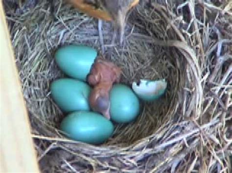 Baby Robin Hatching - YouTube