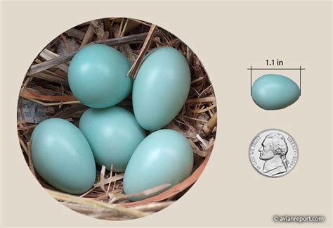 European Starling: Nest and Eggs - Avian Report