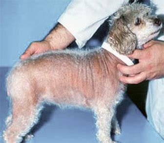 What Does Alopecia In Dogs Look Like