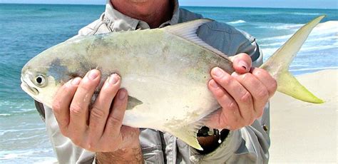 Florida Surf Pompano Fishing | Fishing from Florida Shores