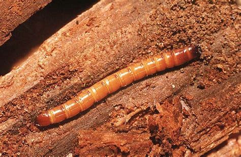 Elateridae Larvae