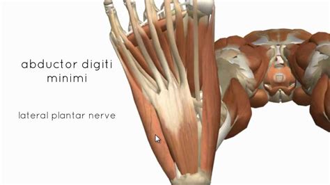 Foot Diagram Muscles