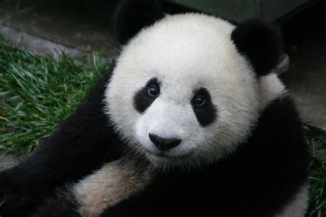 File:Giant Panda 2.JPG - Wikimedia Commons