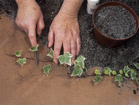 How To Propagate Ivy Gourd