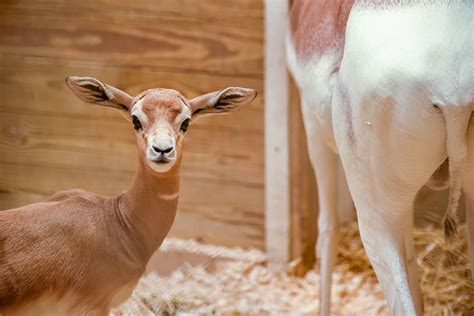 Maryland Zoo Announces Birth of Gazelle Calf | The Maryland Zoo