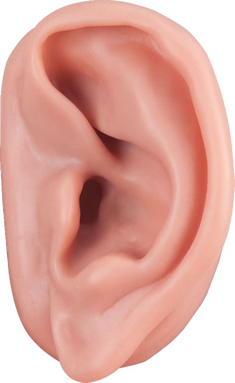 Human Ear 3D Model PNG