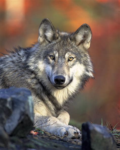 Lobo - características, fotos, espécies de lobos - Animais - InfoEscola