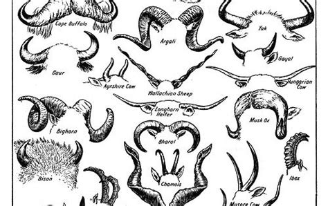 Various Animal Horns from The Pictorial Dictionary (ed. Keith and ...