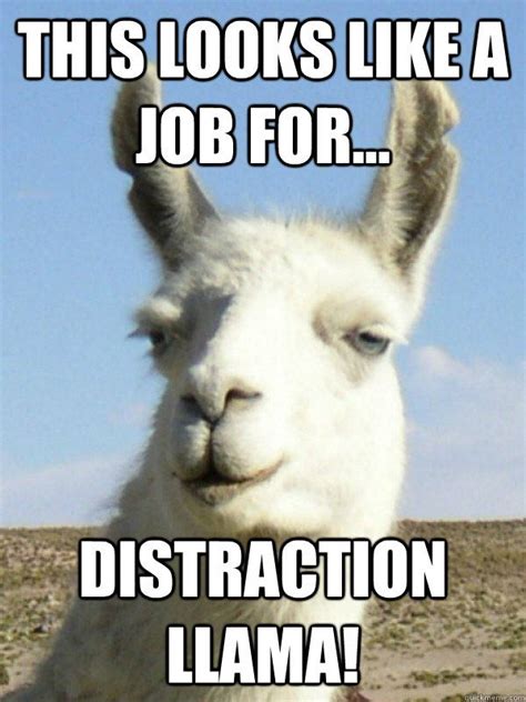 Funny animal memes, Animal captions, Llama