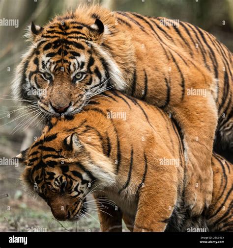 mating of two tigers in the forest Stock Photo - Alamy