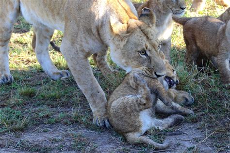 Kenya Lions | Aw, Ma!