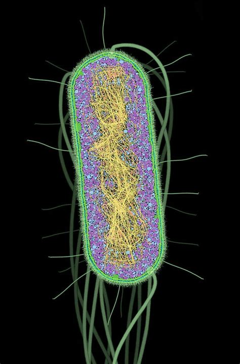 Inside bacteria