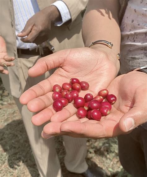 Vibrant Ethiopian Coffee Harvest