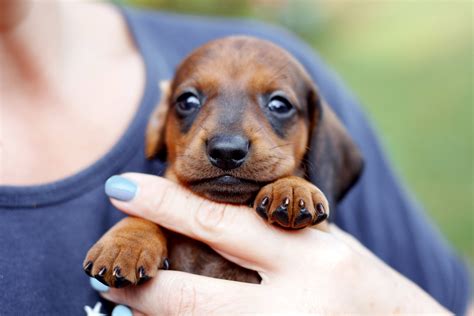 How Much Are Weiner Dogs Worth