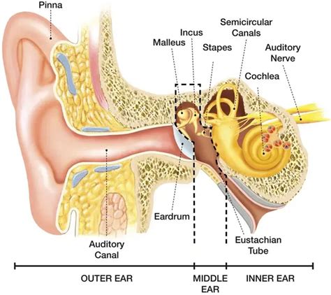 Menschlichen Körper Ohr Anatomie Stoff poster 28 "x 24" Decor 29 in Menschlichen Körper Ohr ...