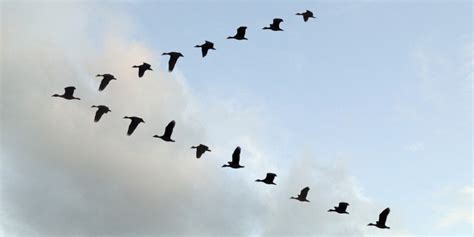 Why Do Flying Birds Make A V Formation?