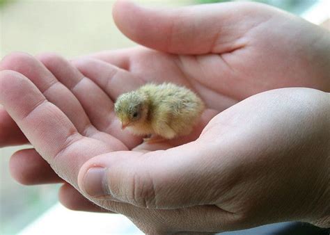 Baby Button Quail - 'button button' by trillium~mama, via Flickr Animals And Pets, Funny Animals ...