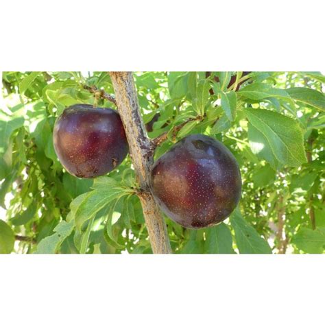 Burgundy Plum Tree » Store » Tomorrow's Harvest