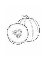 Melons coloring Pages  Free Coloring sketch template
