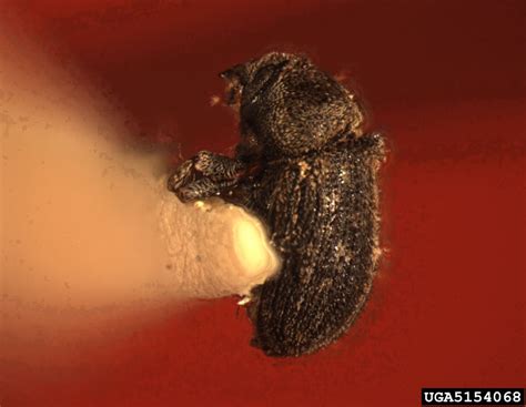 mountain mahogany bark beetle (Chaetophloeus heterodoxus)