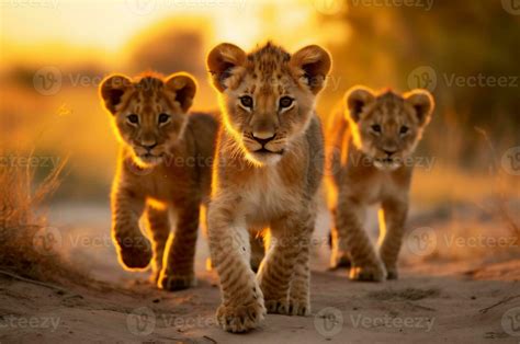 Lion cubs in the African savannah during the golden hour of the day. AI generated 27827038 Stock ...