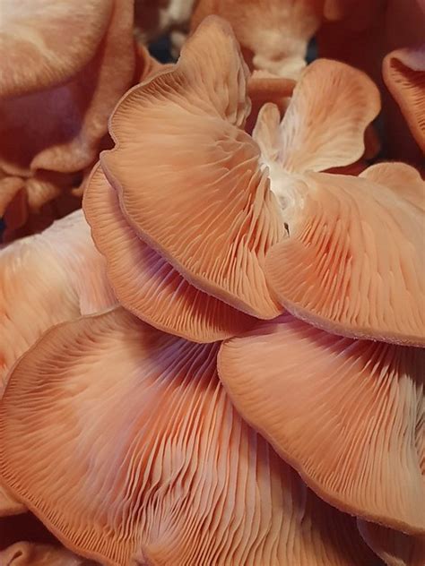 Pink Oyster Mushroom - Growstuff