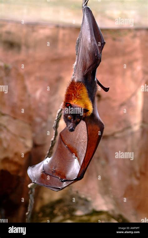 Giant Fruit Bat Stock Photo - Alamy