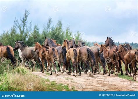 Herd of running horses stock photo. Image of herd, outdoors - 127204726