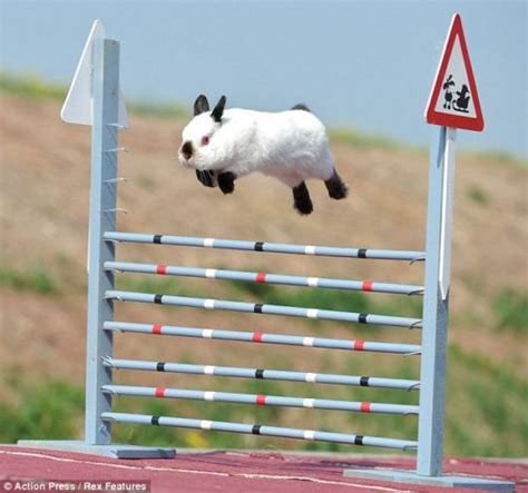 Agility bun | Rabbit jumping, Show jumping, Rabbit