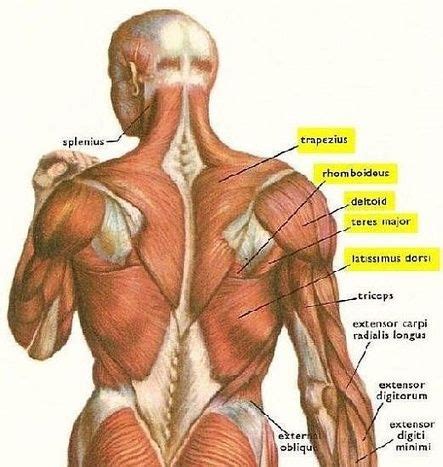 Mid Back Muscles Diagram - Mid Back Pain Relief : Learn vocabulary ...