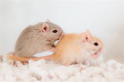 Two Cute Mouse in Love Domestic Gerbil (Gerbillinae) Stock Photo - Image of closeup, desert ...