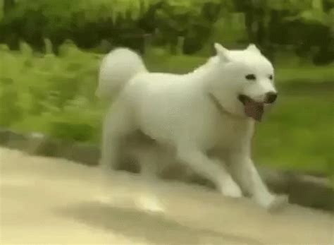 Dog Running GIF - Dog Running Coming - Discover & Share GIFs