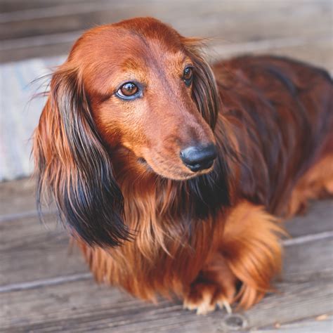 Dachshund Dog