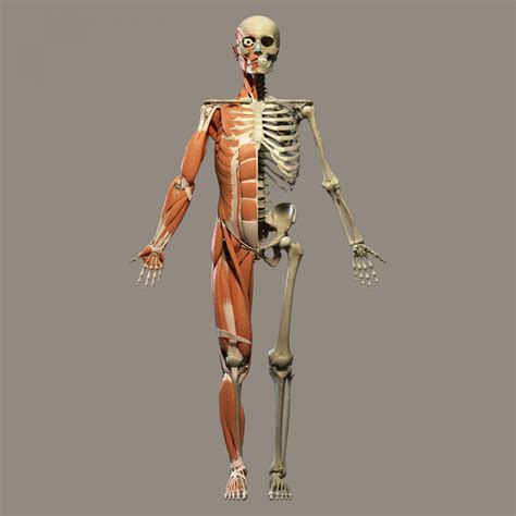 Human Anatomy Free Stock Photo - Public Domain Pictures