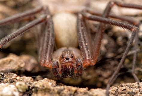 What is the Deadliest Spider in the World? - WorldAtlas