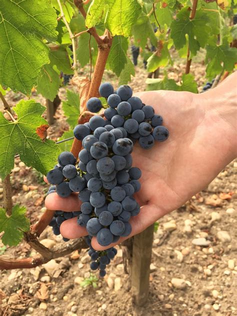 Beautiful bunch of Merlot grapes at Château du Tertre (Margaux) just a ...