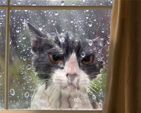 161 Cats Who Immediately Regretted Their Poor Life Choices | Bored Panda