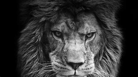 Angry Lion Laptop Wallpapers - Top Free Angry Lion Laptop Backgrounds ...