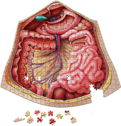 The Human Abdomen Anatomy 600-Piece Puzzle | A Mighty Girl