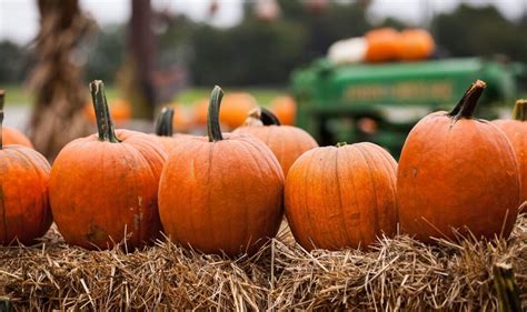 These are the best pumpkin patches in the USA - Travel News - Travel ...