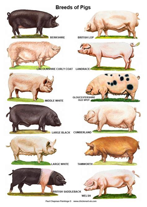 A4 Posters. Breeds of Pigs - Etsy | Pig breeds, Pig farming, Pet pigs