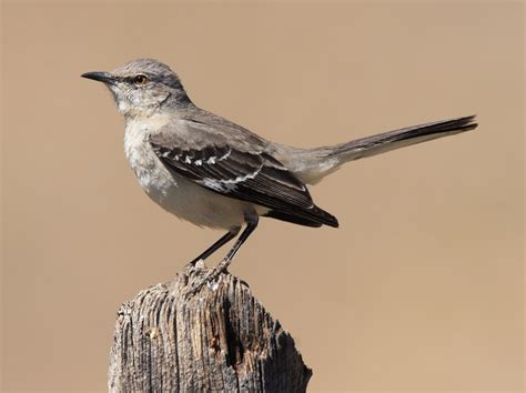 Mockingbird | Songbird, Mimicry, Nocturnal | Britannica