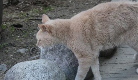 Stubbs, the cat who became unofficial mayor of an Alaskan town, dies aged 20 - National ...