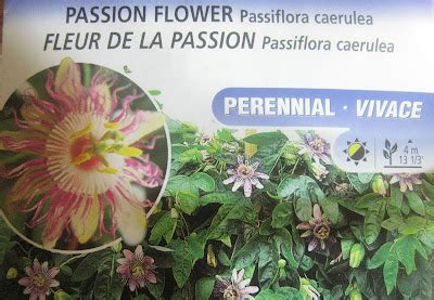 dAmN pLaNtS: Passion Flower Seeds