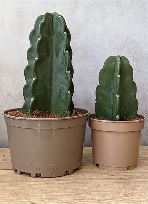 Cuddly Cactus (Cereus Jamacaru) Care Tips and Problem Guide ...