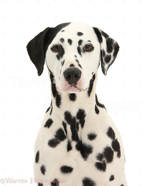 Dalmatian | Dalmatian dogs, Dalmatian, Dogs