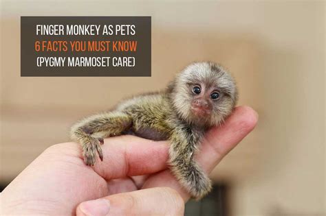 Made To Order Monkey Gifts Marmoset Monkey Miniature ...