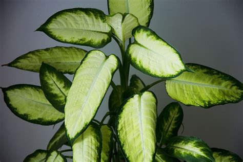 12 Tropical Plants for Growing Indoors