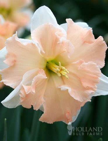 Vanilla Peach Butterfly Daffodil | Holland Bulb Farms | 82188