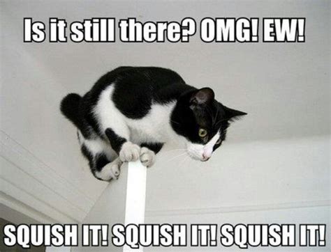 Squish it!! | Funny animal memes, Funny cat pictures, Funny animals